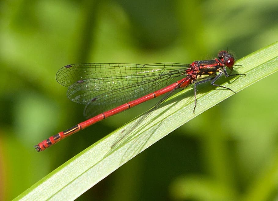 dragonfly, insect, close up, adonis dragonfly, animal themes HD wallpaper
