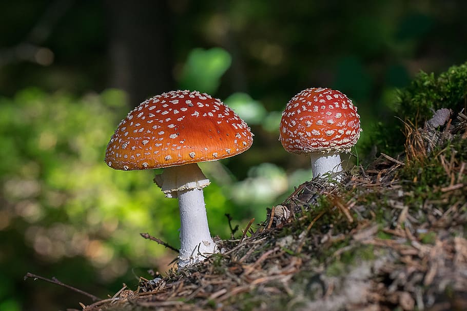 two brown mushrooms, fly agaric, forest, autumn, toxic, poison
