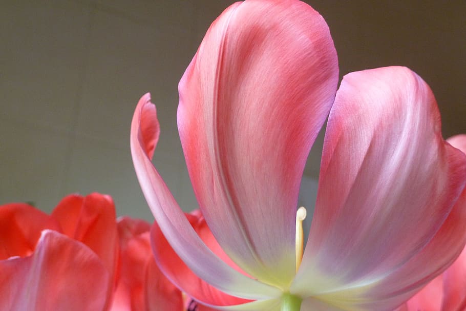 tulip, red, spring, flowering plant, petal, beauty in nature HD wallpaper