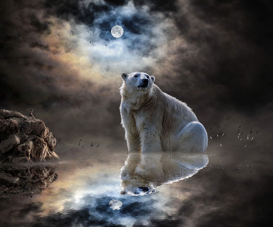 Polar bear on body of water during night, landscape, sea, reflection