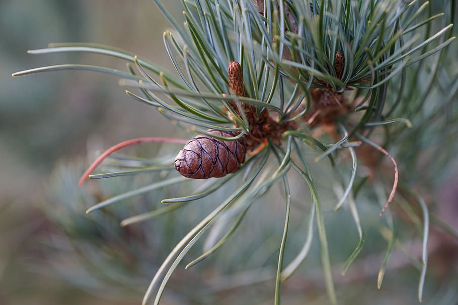 pine, tree, nature, macro, green, tap, spruce, plant, garden HD wallpaper