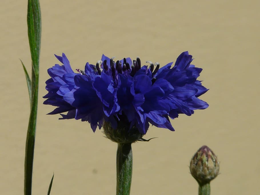 Cornflower, Leaves, Blossom, Bloom, bud, blue, summer, centaurea cyanus HD wallpaper
