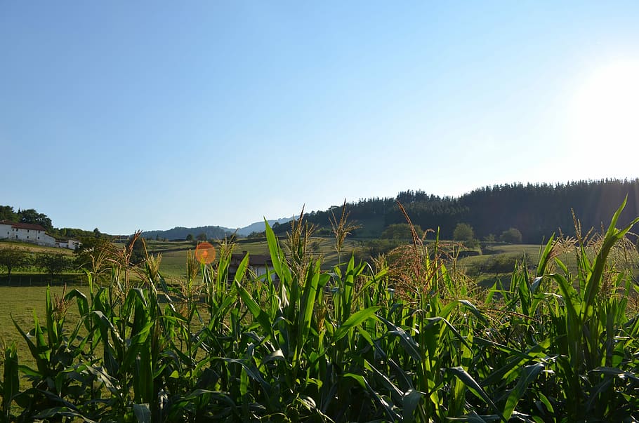 Spain, Nature, Summer, Sky, Beauty, agriculture, rural Scene HD wallpaper