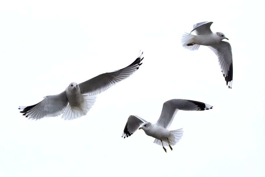 herring gull, seagull, larus, bird, laridae, north sea, seevogel HD wallpaper