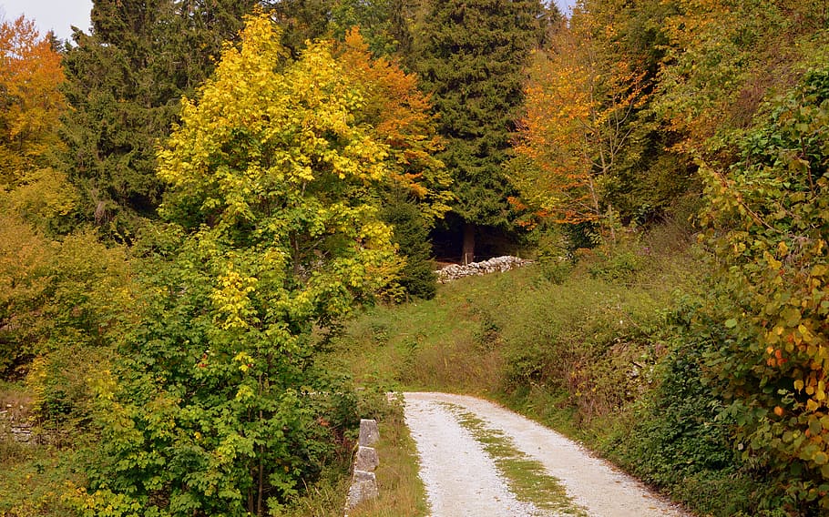 trail, forest, autumn, the european path, e5, lessinia, italy, HD wallpaper
