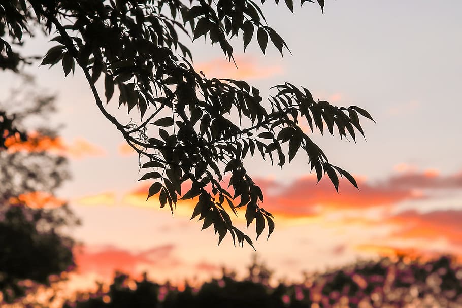 tree, sunset, nature, sky, plant, beauty in nature, leaf, plant part HD wallpaper