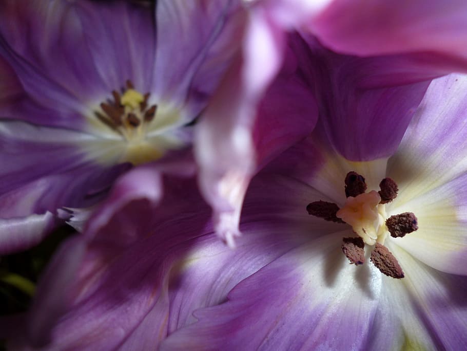 Tulips, Purple, Light, Shadow, flower, petal, fragility, flower head HD wallpaper