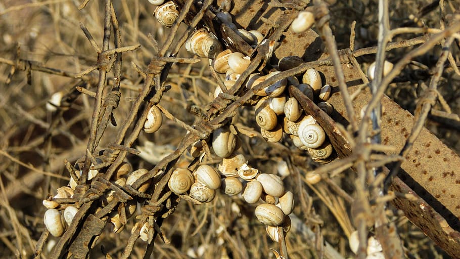 shells, snail, colony, wire, metal, rusty, dusty, fence, drought HD wallpaper
