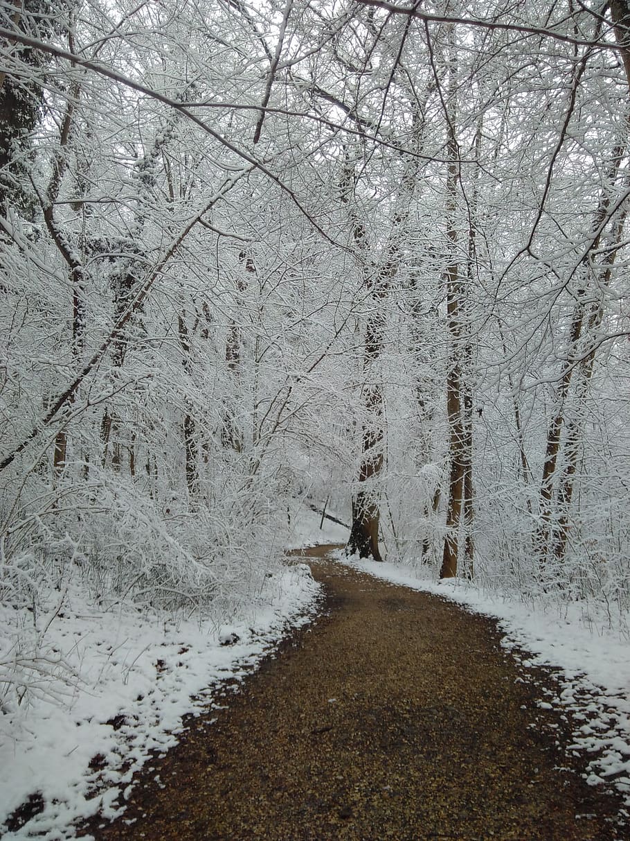 frost, forest, wintry, winter, nature, cold, tree, snow, leaves HD wallpaper