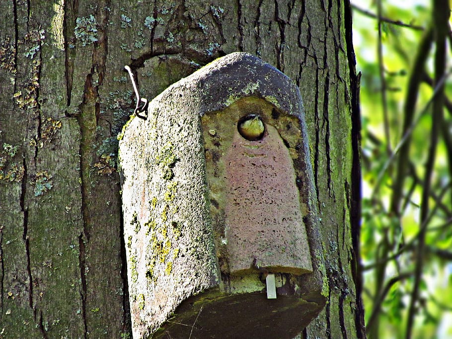 bird, tree, beak, nature, little bird, ornithology, park, forest birds HD wallpaper