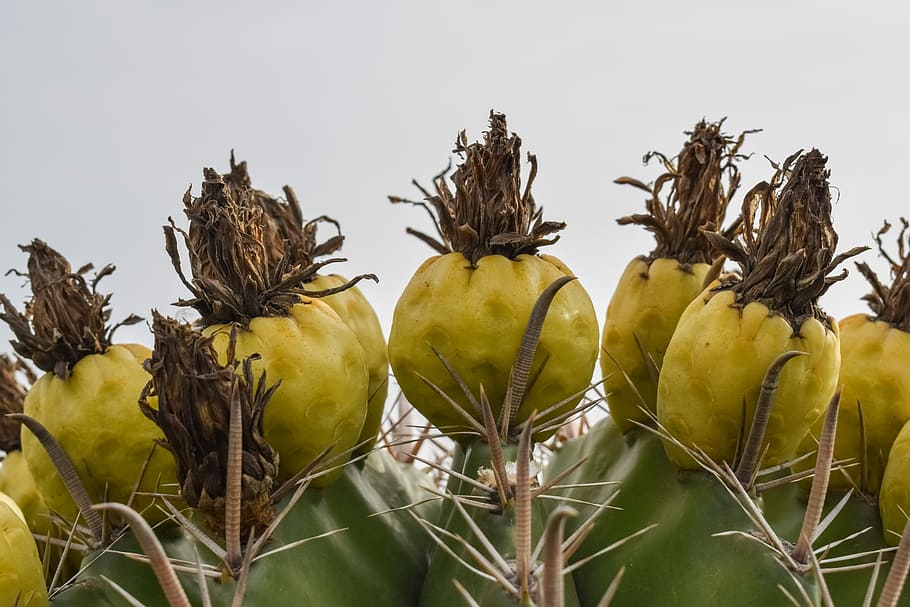 Cactus, Fruit, Flower, Thorns, Nature, plant, banana, yellow HD wallpaper