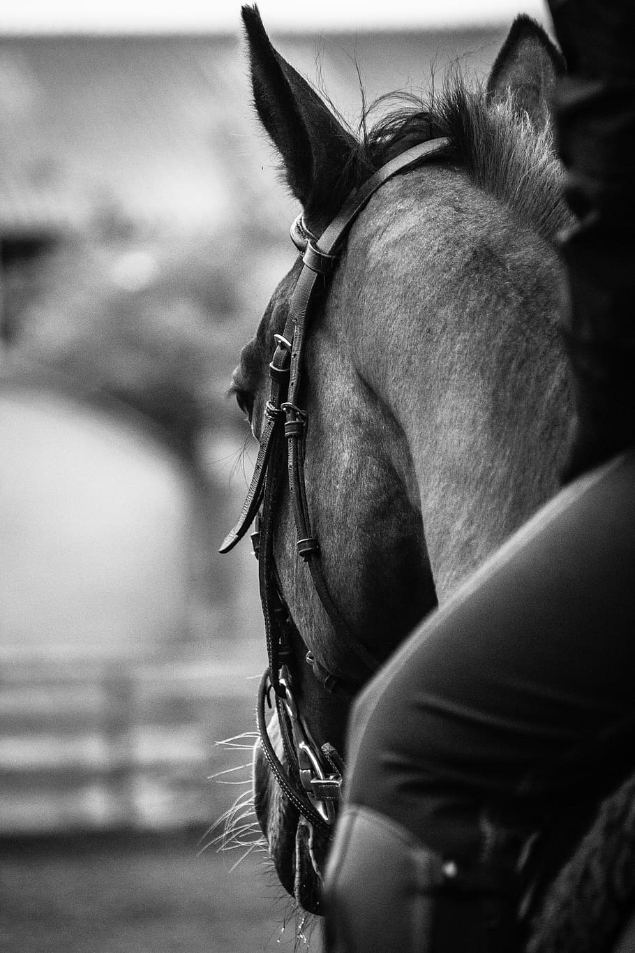 grayscale photography of horse, head, black and white, riding