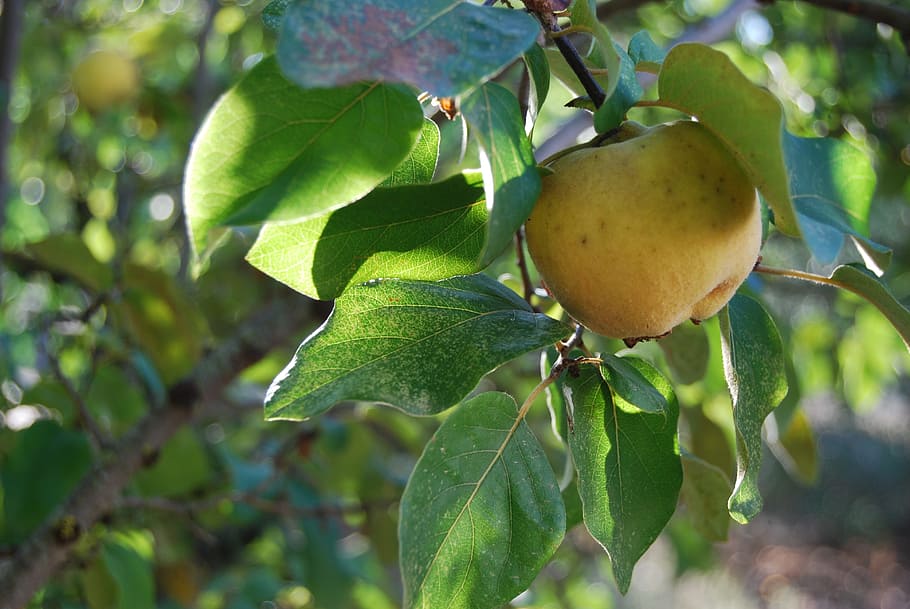 quince, fruit, autumn, tree, leaves, yellow, fruit tree, leaf HD wallpaper