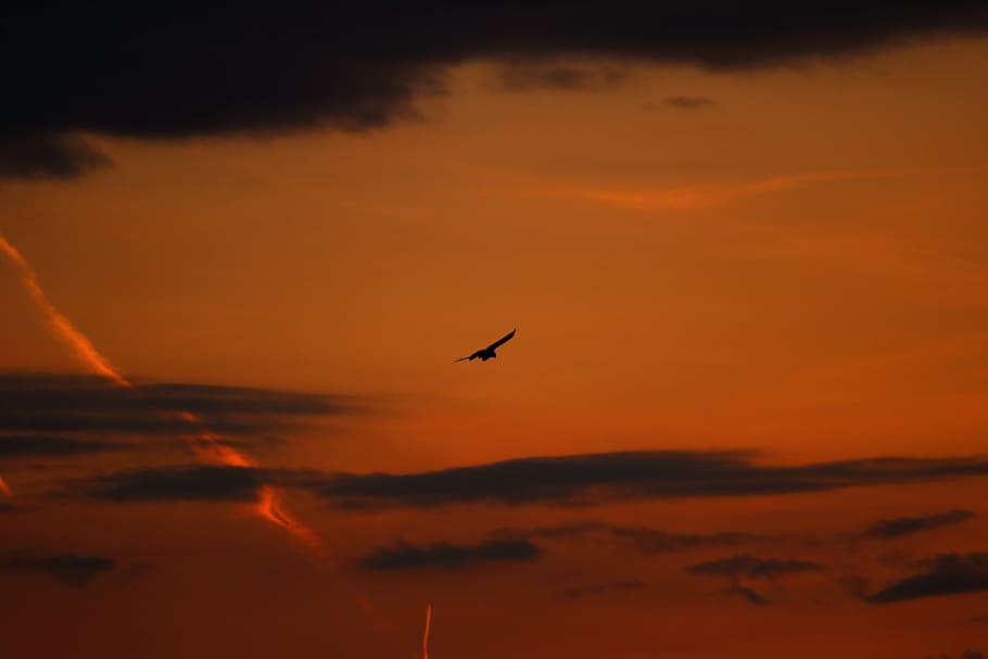 Bird, Common Buzzard, Buzzards, bird of prey, raptor, carnivores HD wallpaper