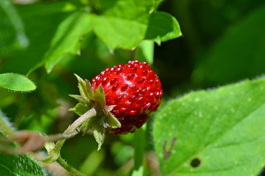 wood strawberry, bio, summer, hidden, close, garden, nibble, HD wallpaper