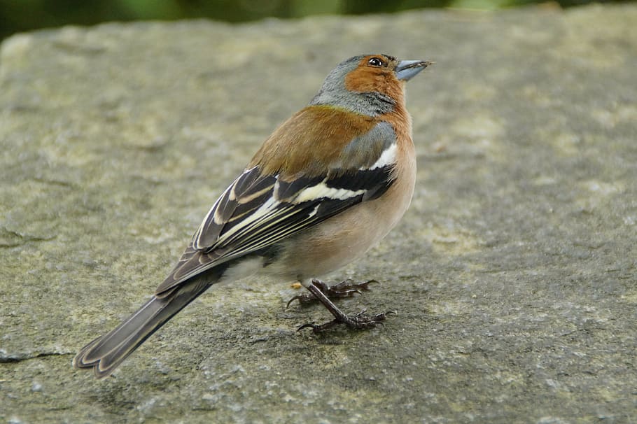 chaffinch, plumage, drawing, bird, cheeky, trustful, wall, songbird HD wallpaper