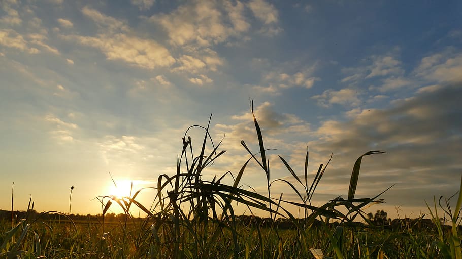 autumn, nature, sunset, mood, golden autumn, landscape, field HD wallpaper