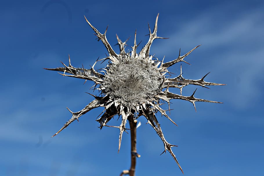 thistle, herbaceous, dry thistle, macro, sunset, sky, thorns HD wallpaper