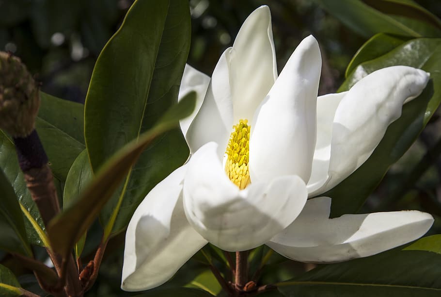 tree, blossom, bloom, white, flowering plant, beauty in nature HD wallpaper