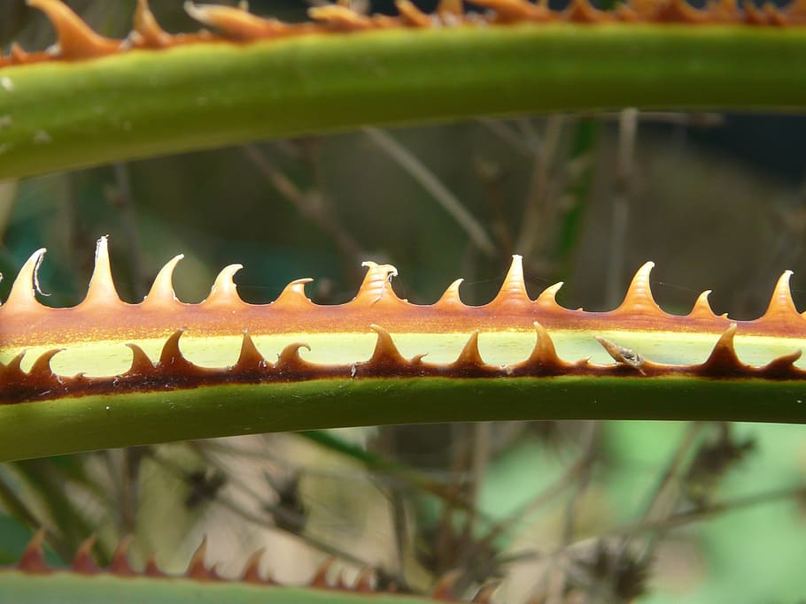 thorns, pink, leaf, orange brown, green, washingtonia filifera HD wallpaper