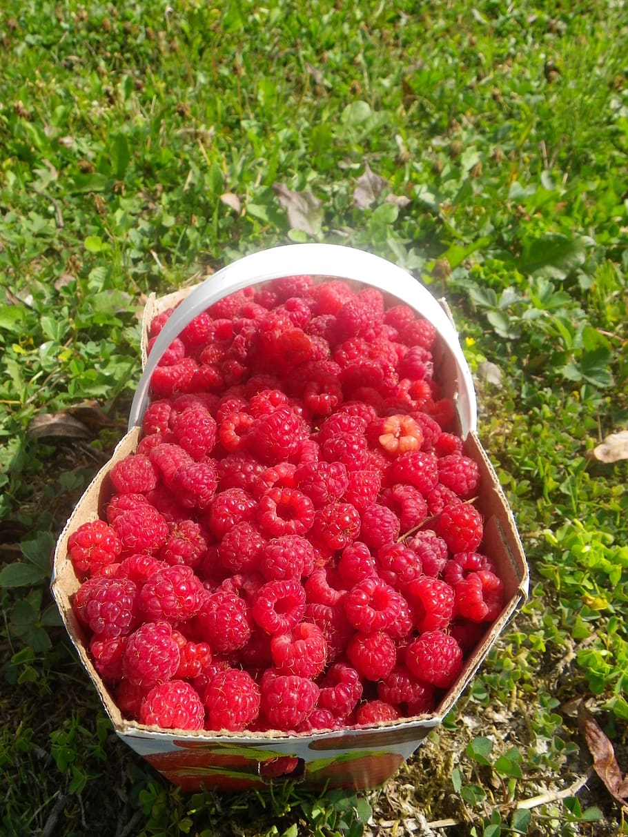 raspberry, basket, summer, fruit, berries, collection, red fruits HD wallpaper