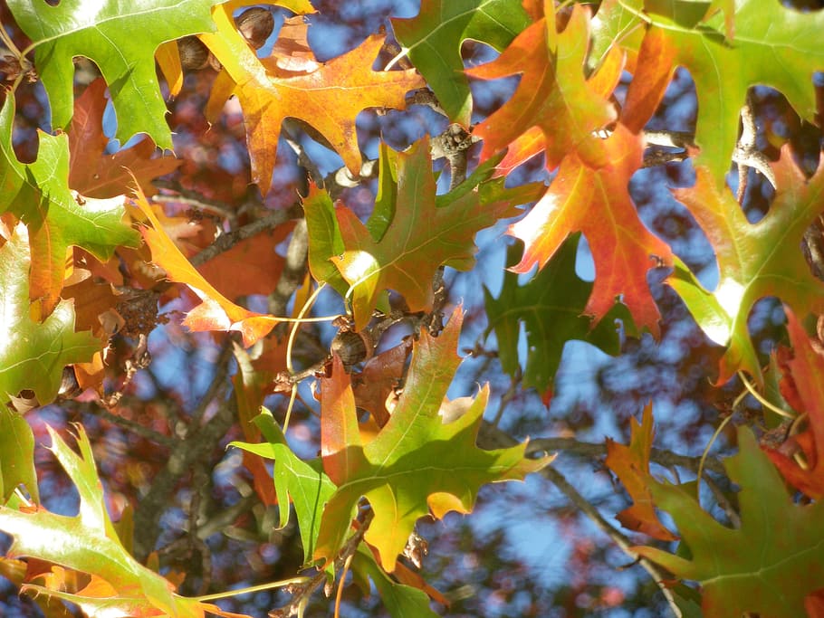 fall, fire, colors, plant part, leaf, nature, growth, beauty in nature HD wallpaper