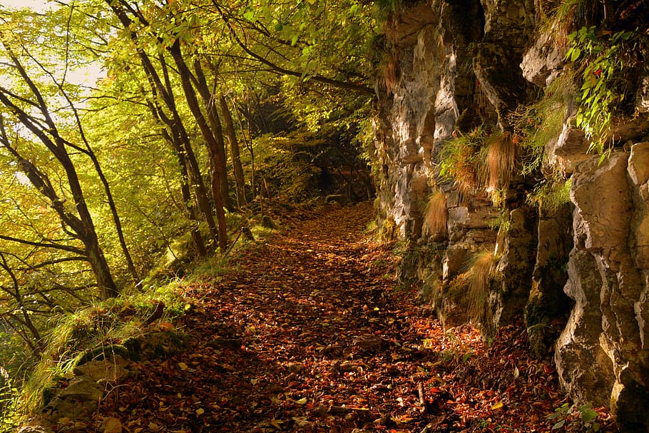 excursion, forest, autumn, trail, mountain, the european path HD wallpaper