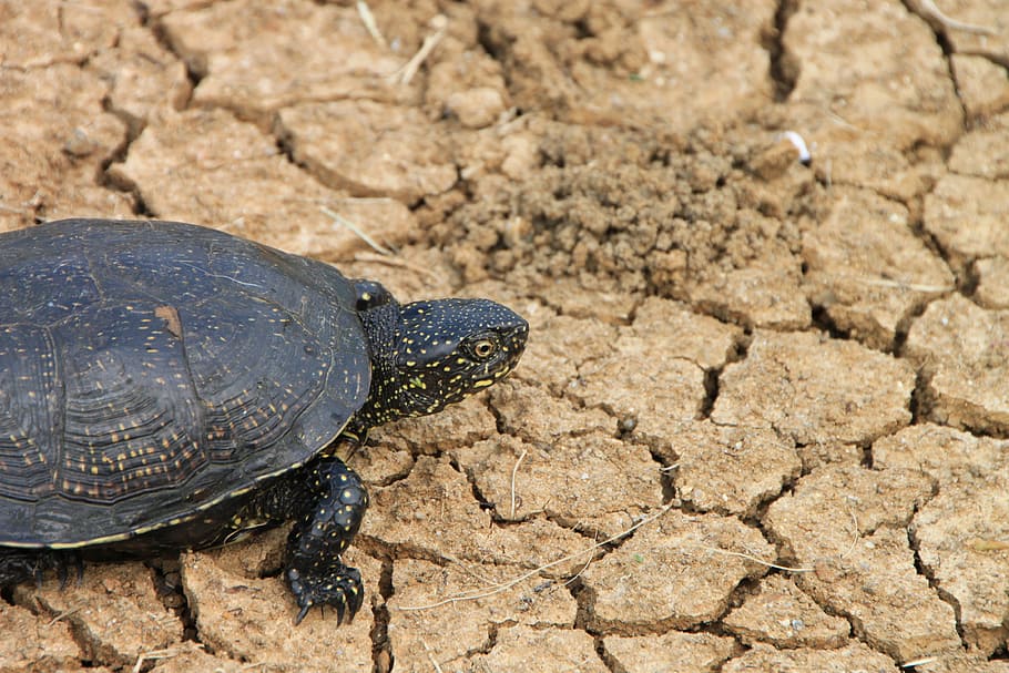 black, claw, grass, green, reptilian, tortoises, turtle, water HD wallpaper