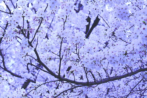 closeup photo of cherry blossoms, white flowers, purple, black cherry HD wallpaper