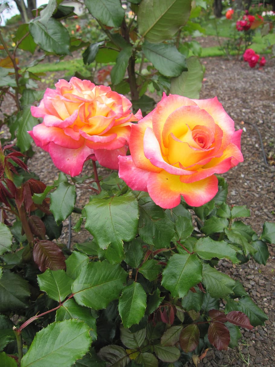 red, rose, flower, flowering plant, beauty in nature, petal HD wallpaper