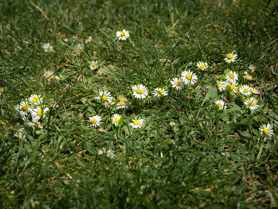 flowers, grass, summer, plant, green color, flowering plant HD wallpaper