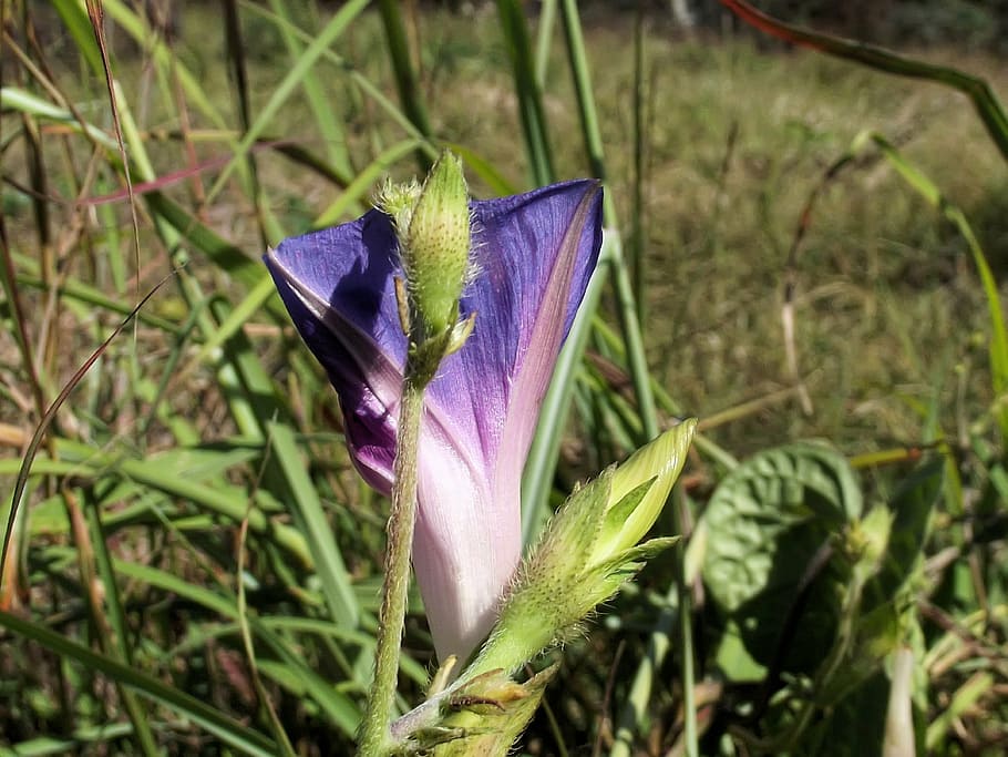 ipomoea purpurea, purple, tall, common morning glory, species