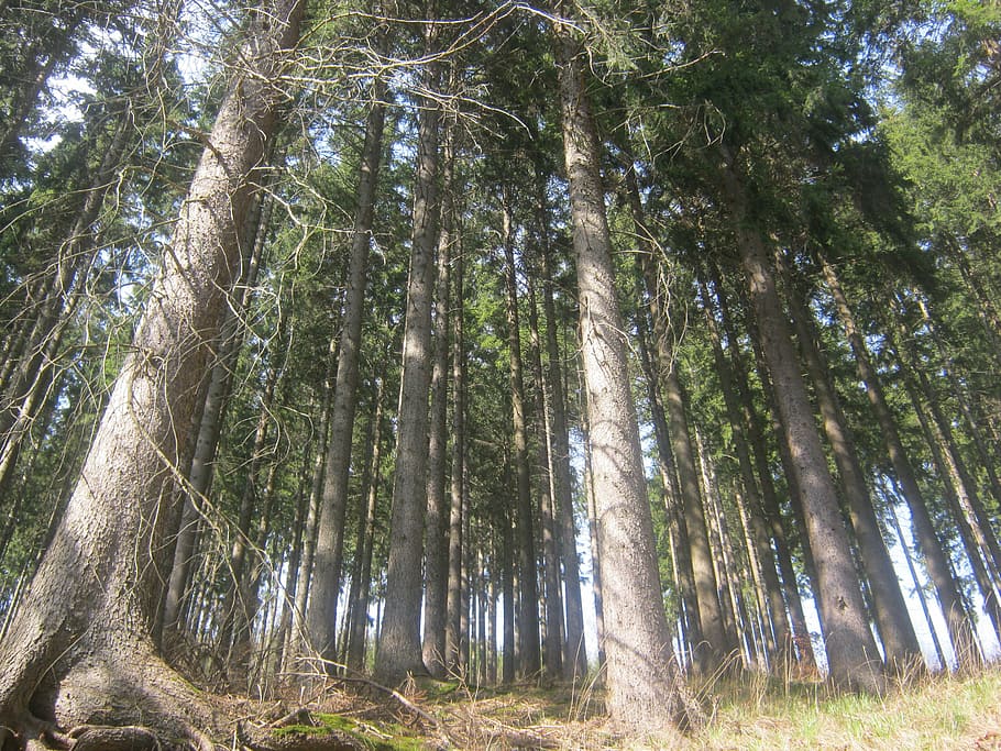 thuringian forest, thuringia germany, spruce, high, steep, perspective HD wallpaper