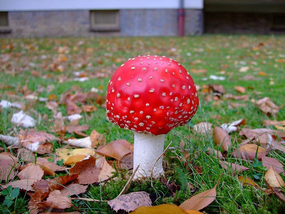 fly agaric, toadstool, toxic, red, mushroom, fungus, fly agaric mushroom HD wallpaper