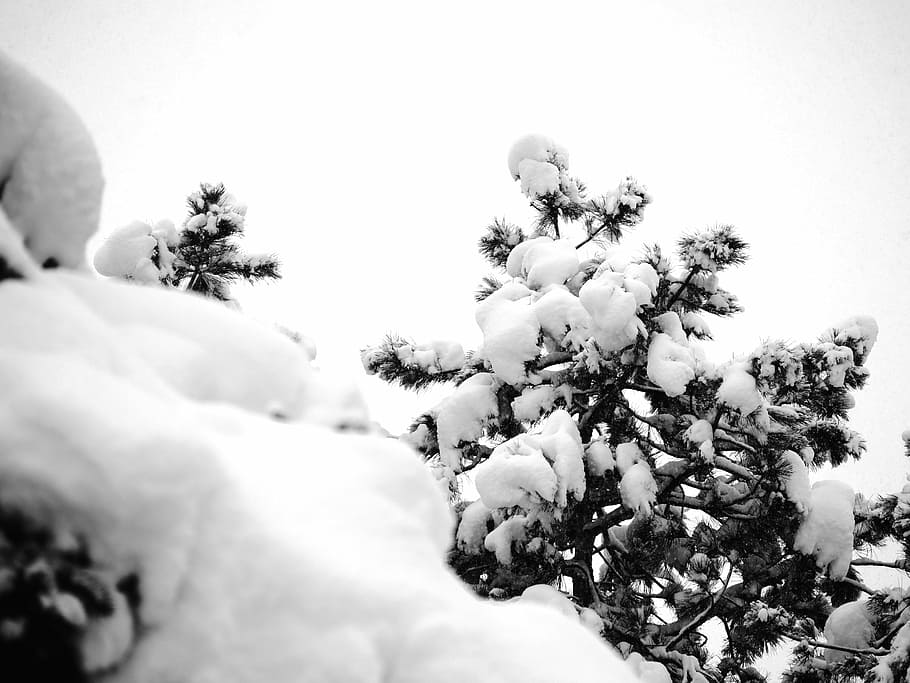 Trees, Cold, Snow, Winter, grey, nature, no people, outdoors HD wallpaper