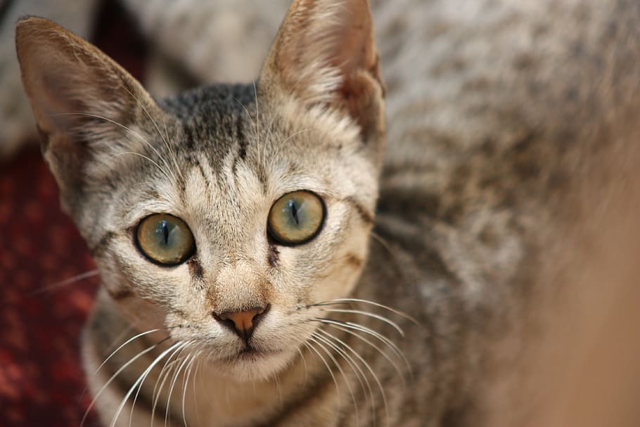 cat, cute, kitty, kitten, eyes, looking, mammal, animal themes HD wallpaper