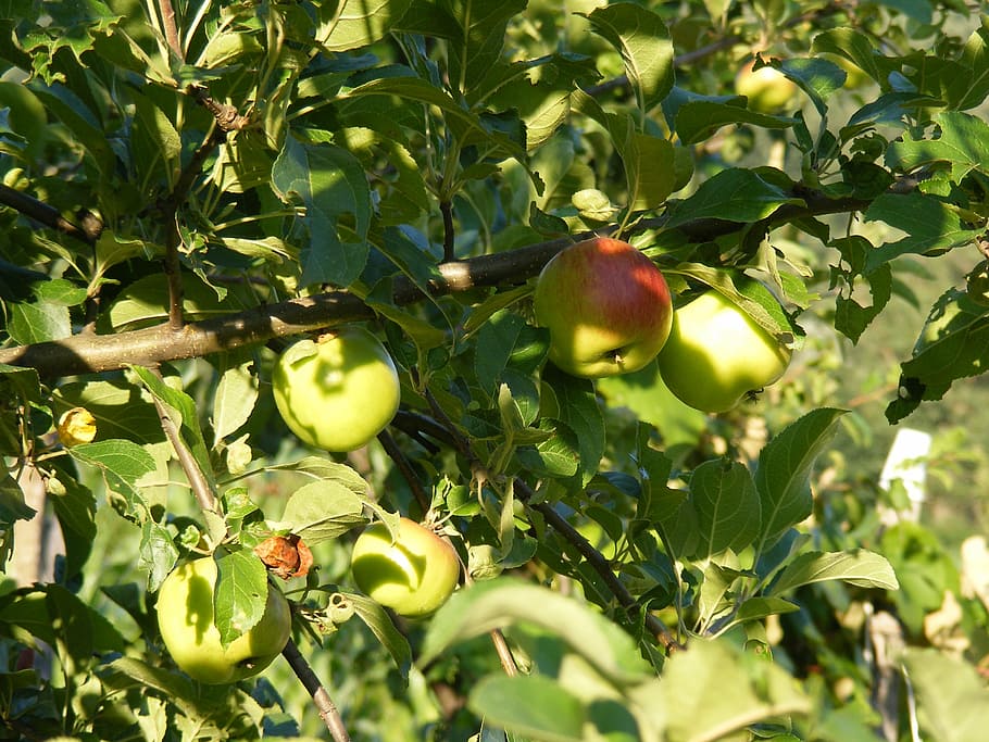 apple, apples, green, light, sunny, tree, fruit, healthy eating HD wallpaper