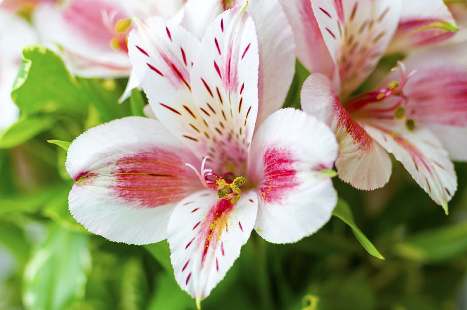 flowers, pollen, nature, macro, flowering plant, freshness HD wallpaper