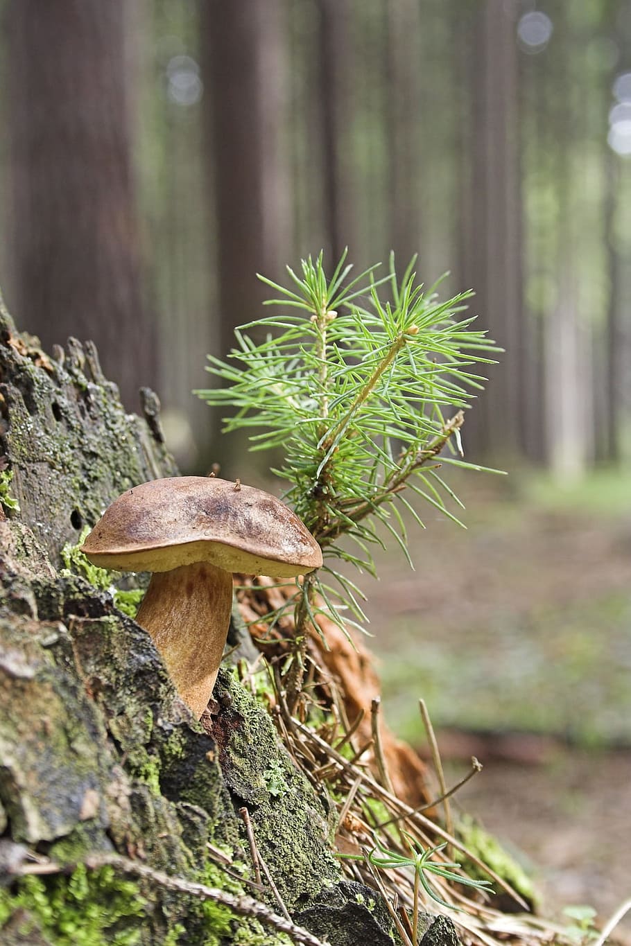 Wild, Mushroom, Close, Green, Wood, forest, tiny, tree, stump HD wallpaper