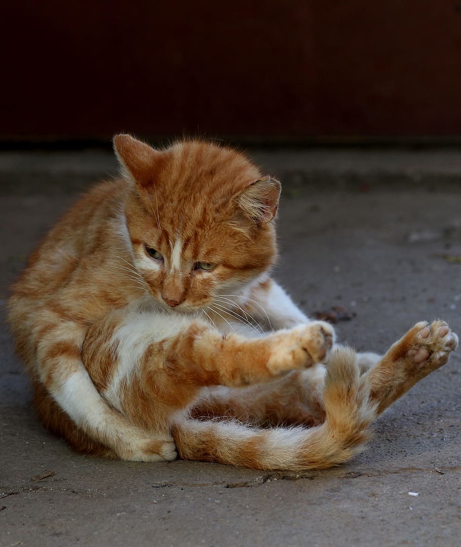 orange tabby cat on floor, red, position, yoga, funny, feline HD wallpaper