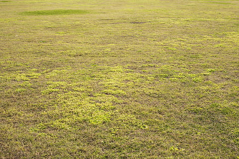 grass, texture, green, field, football, area, close, background HD wallpaper