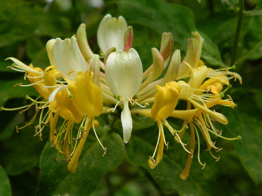 HD wallpaper: honeysuckle, flower, yellow, natural, garden, nature