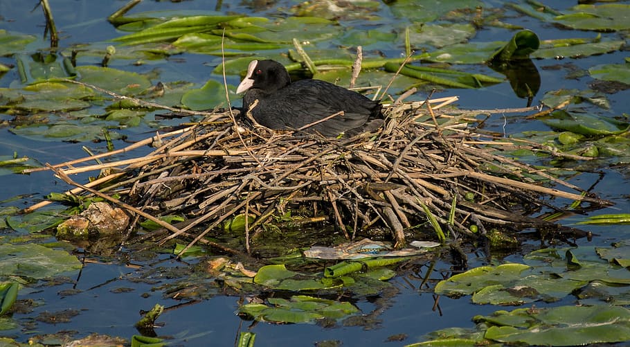 Eurasian Coot, Bird, Fowl, Nest, Pond, lake, water, lily pads, HD wallpaper