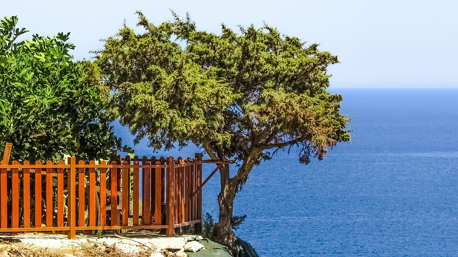 tree, sea, cliff, landscape, blue, horizon, scenery, konnos bay HD wallpaper