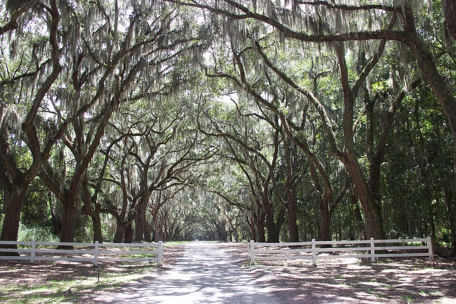 avenue, tree, mood, away, tree lined avenue, nature, savanna HD wallpaper