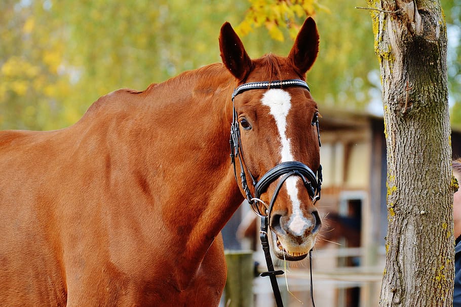 HD wallpaper: horse, animal, funny, making a face, ride, reiterhof ...