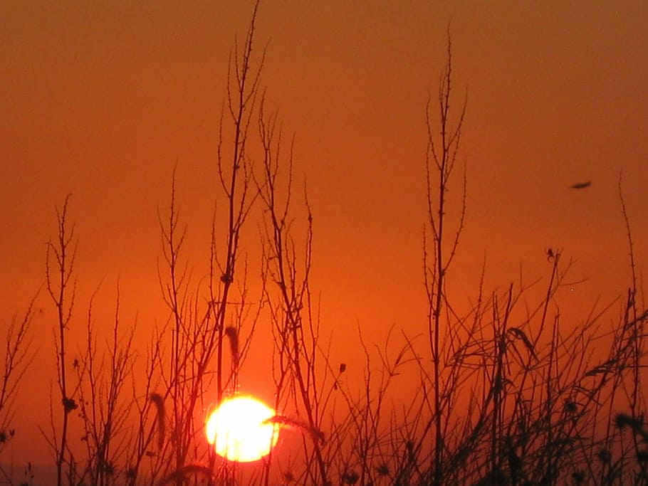grass and sunset, red sunset, orange color, sky, beauty in nature HD wallpaper