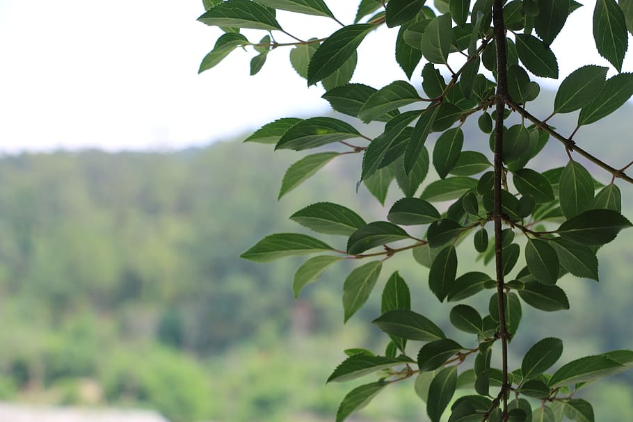 tree, leaf, green, plant part, growth, green color, focus on foreground HD wallpaper