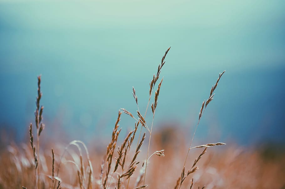 selective-focus photography of wheat, rice grain blooms at daytime HD wallpaper