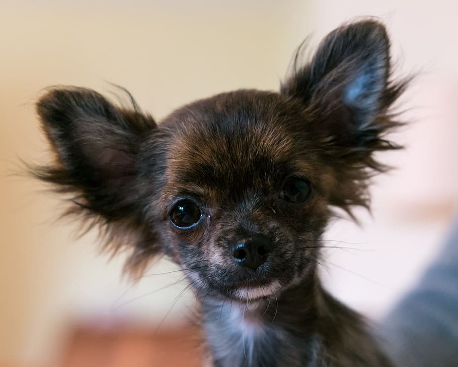 55+ Chihuahua Black And Brown Puppy